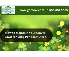 How to Maintain Your Clover Lawn for Long Periods Hutto?