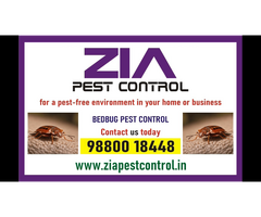 Bangalore bedbug treatment | offered by zia pest control | Rodent | 1924