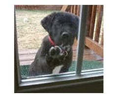 French Doors with Dog Door - Doors 4 Pets and Peoples