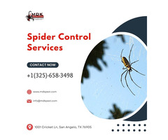 Spider Pest Control Services in San Angelo, TX | MDK Services