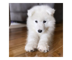 4 lovely Samoyed puppies for sale