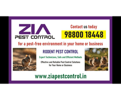 Effective Rodent pest Control | Best deals | Bangalore | 4008 | Kammanahalli