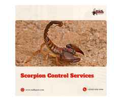 Need Fast Scorpion Control? Choose MDK PEST’s Expertise!