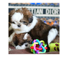 Charming baby Shih Tzu puppy